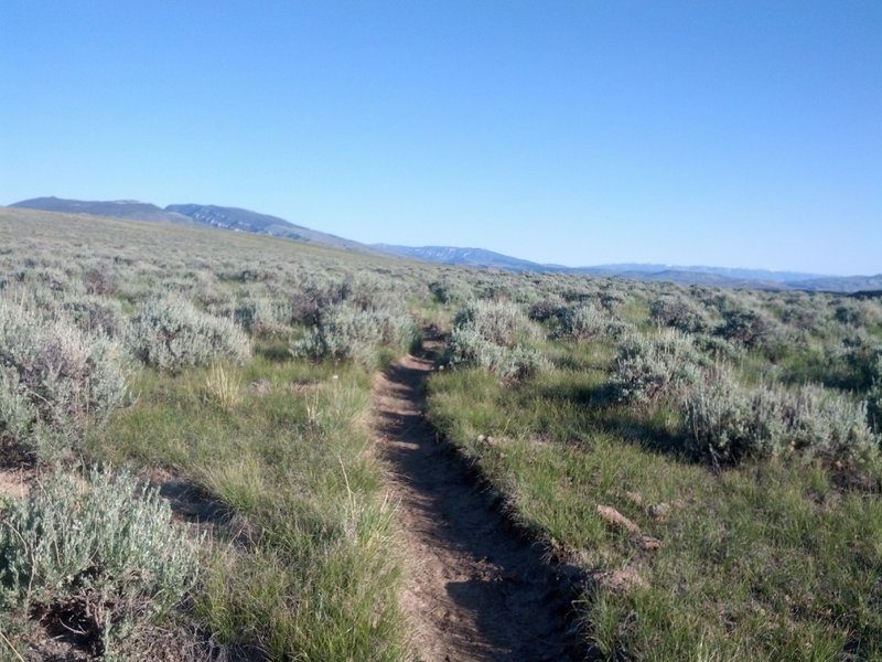 Sage brush slalom. That's what desert riding in Cody is all about. What fun are straight trails anyway?