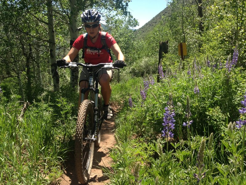 Wild lupine flowers in June.