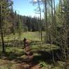 Pines, aspen, and meadows at 10,000 feet.