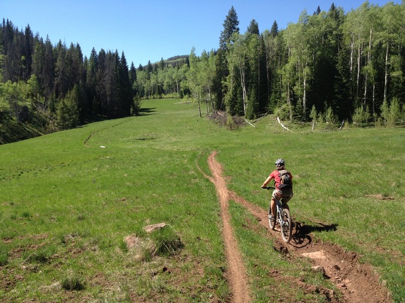 Looks like an old ski run... but it's just a beautiful alpine meadow