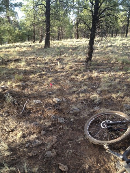 end of the loop trail as of 6/12