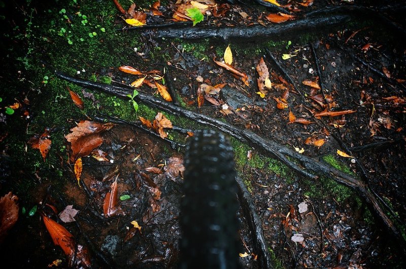 Some nice, slick roots on Laurel in the rain.