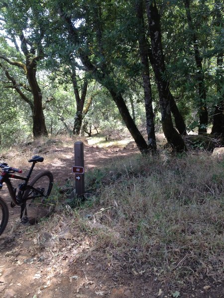 The Orchard Trail at the Loop junction.