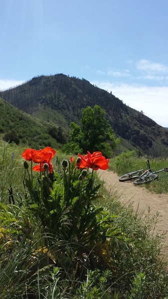 Wild Flowers and burn out in the background