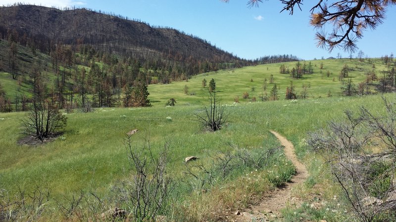 post Hewlett Fire and the regrowth.