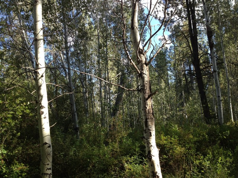 This trail has it all...river, aspens, pines, manzanitas.  Gotta love it!