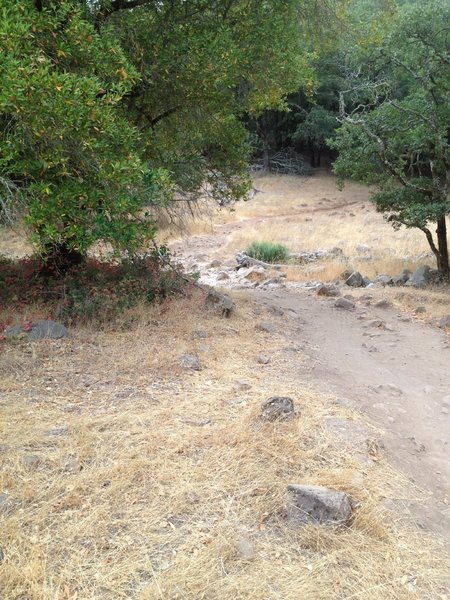 Heading up the Spring Creek Trail. Starting to get steep.