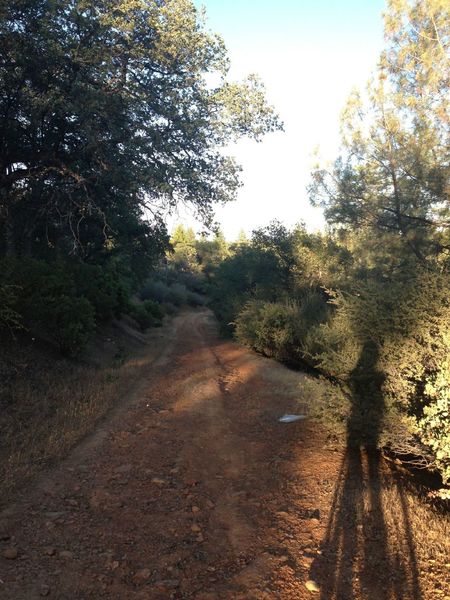 Dirt doubletrack road on the trail behind Mary Laveroni Park in Groveland, CA