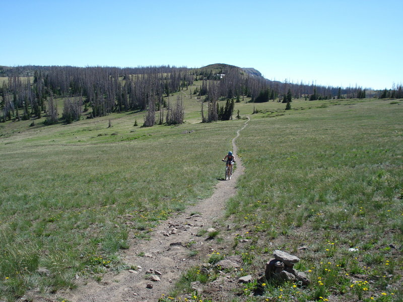 Brian Head Peak Trail