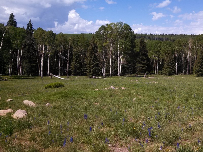 Some of the great aspen you'll see on the ride.