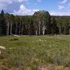 Some of the great aspen you'll see on the ride.