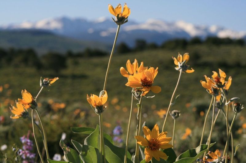 Spring brings wildflowers.  Sawatch Range in the background.