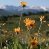 Spring brings wildflowers.  Sawatch Range in the background.