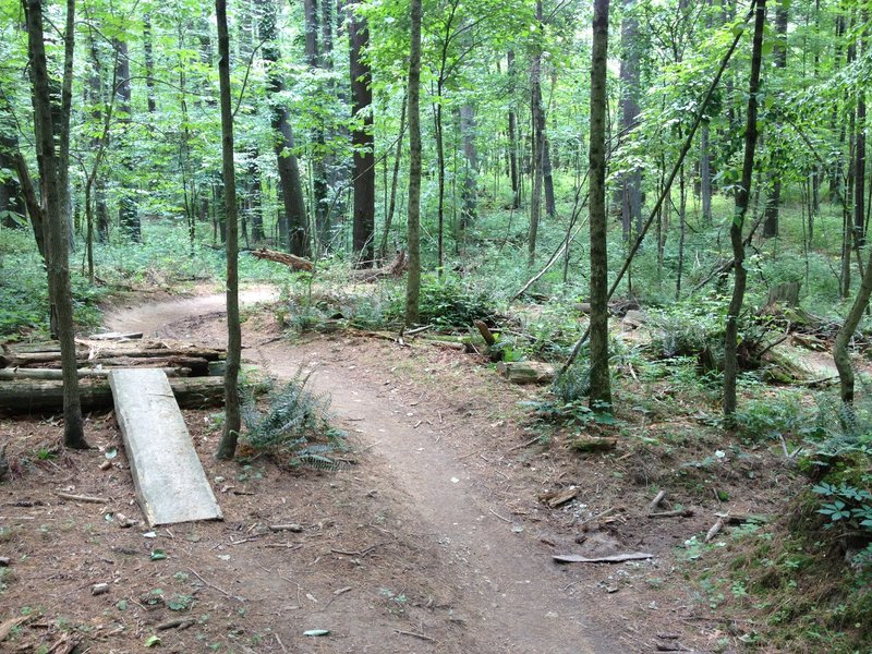 Log over practice on Pine.