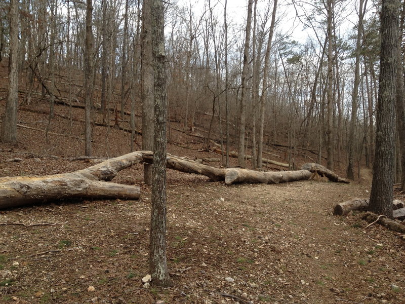 In case you've wondered how the Log Rhythm Trail got its name, now you know.