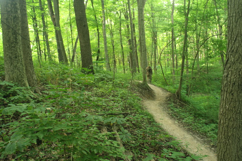 Lawrence Creek Trail.