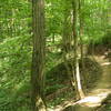 Lawrence Creek bench cut trail showing relief.