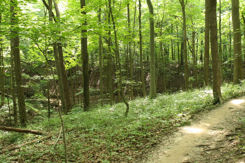 Contour trails snaking through the forest.