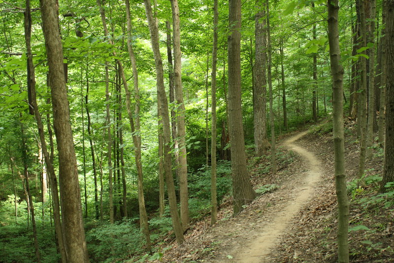 Contour trail on a hillside.