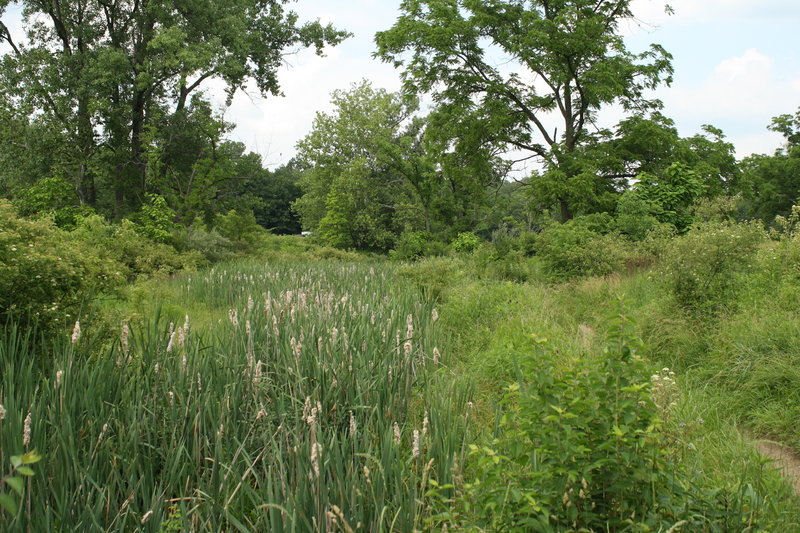 Looking out over a wetland restoration area.  Vegetation grows fast here, so the trail corridor gets pretty tight at times in spite of trimming efforts.