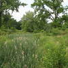 Looking out over a wetland restoration area.  Vegetation grows fast here, so the trail corridor gets pretty tight at times in spite of trimming efforts.