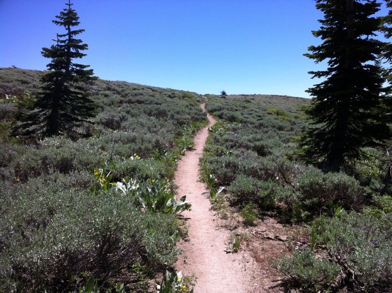 The torturous climb well behind you, enter the meadow of Marlette Peak