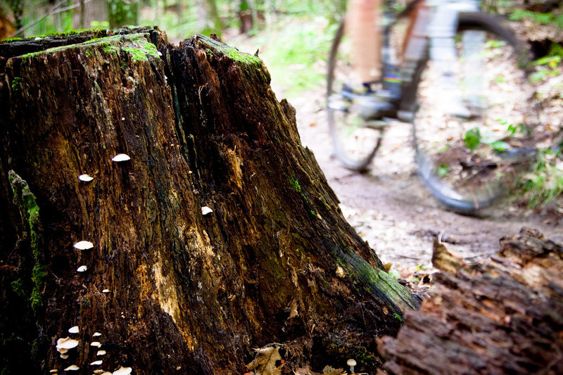 North Woods singletrack