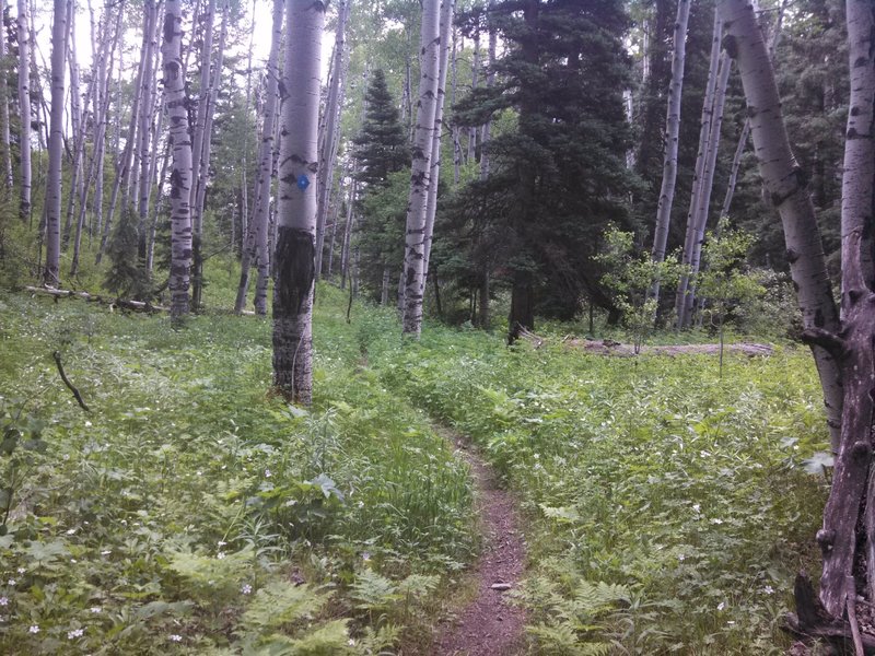 Outstanding singletrack descent