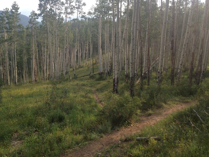 The intersection between Game Creek Trail (left) and Matterhorn Trail (right), as you come DOWN the mountain from the gondola.