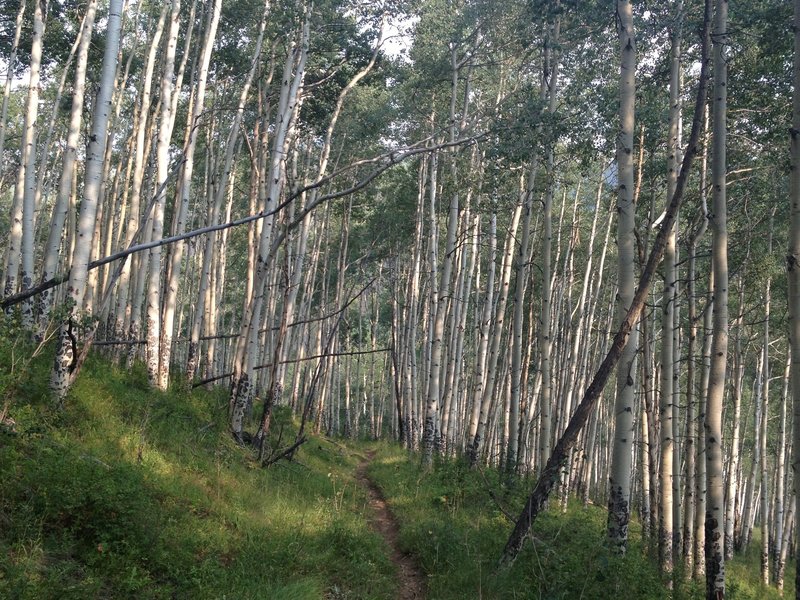 A great stretch of singletrack that seems to be on an abandoned road.