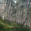 A great stretch of singletrack that seems to be on an abandoned road.