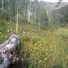 A nice open meadow where the trail meets the creek.