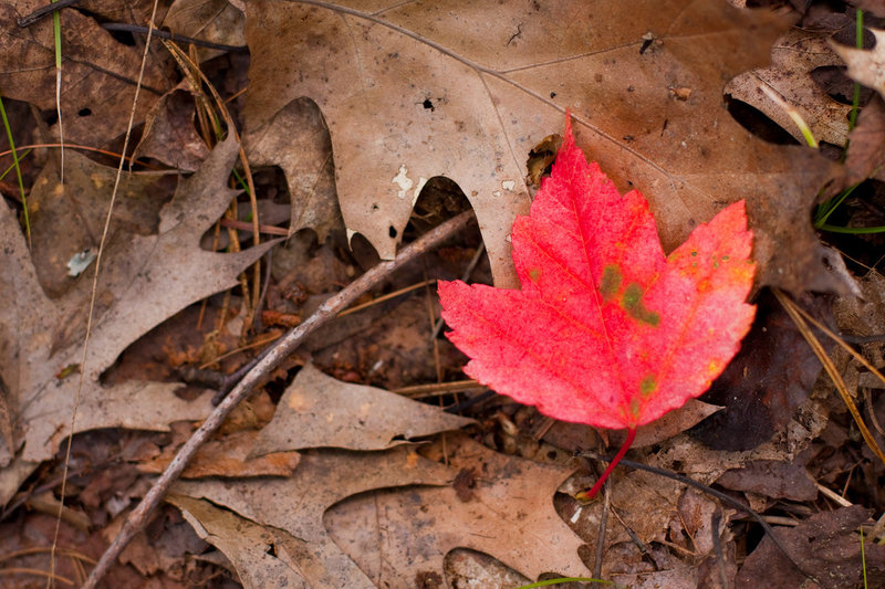 The leaves of a hardwood forest