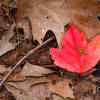 The leaves of a hardwood forest