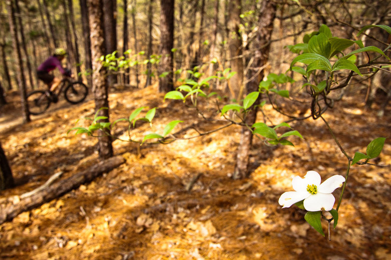 Springtime in the forest around Birmingham.