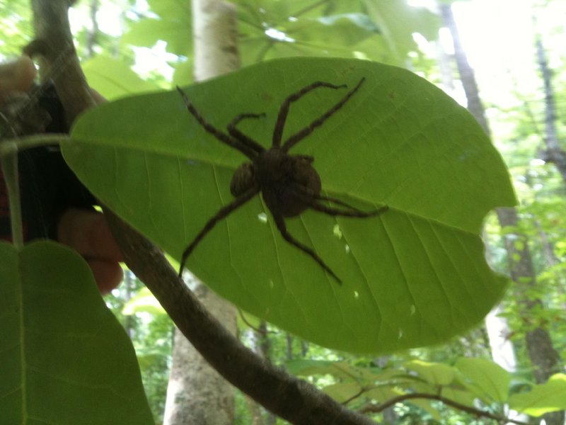 Big spider under big leaf.