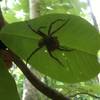 Big spider under big leaf.