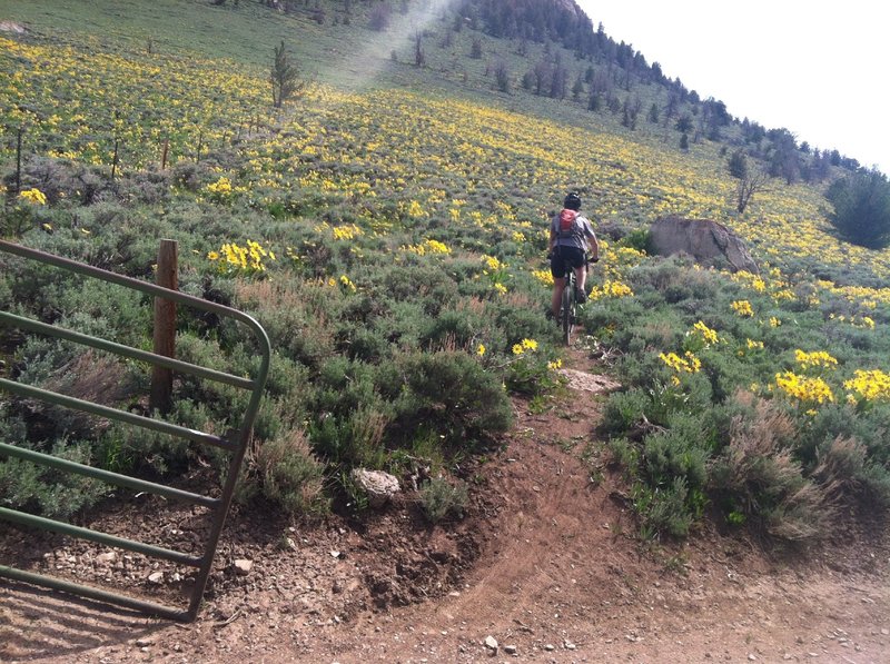 Turn left immediately after this gate for the start of Catalyst SingleTrack!