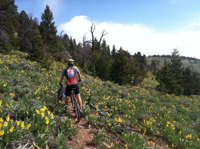 Cruising the high meadows on Fossil Hill.