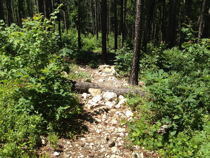 Rocks and down trees