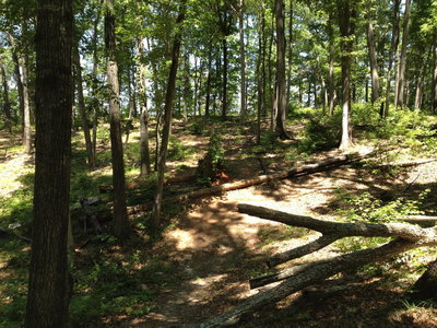 drop over the log, or jump it, or ride down it