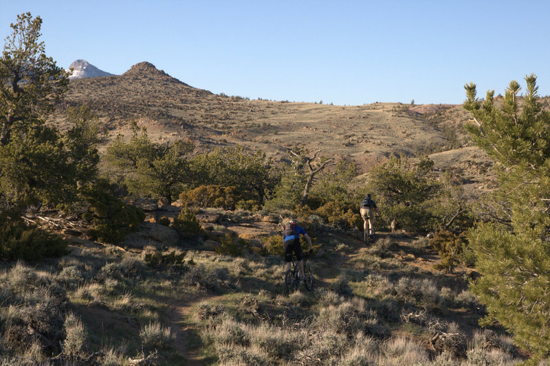 Entering the Juniper trees with speed on the Outlaw Trail. Heart Mountain in the background.