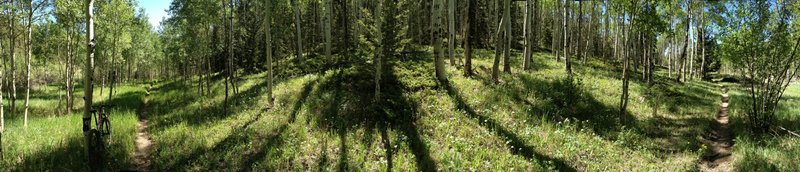 Singletrack through the aspen