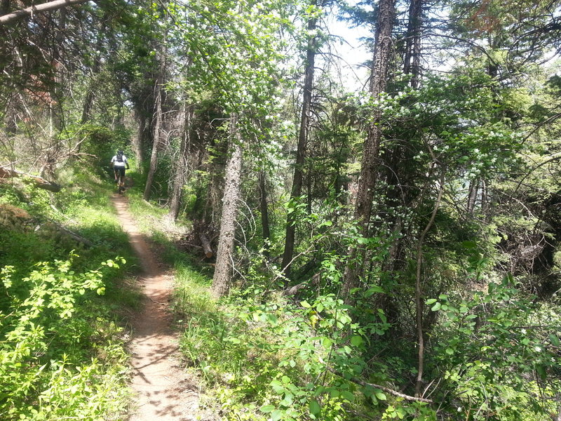 The lush forest of Glenwood Canyon