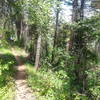 The lush forest of Glenwood Canyon