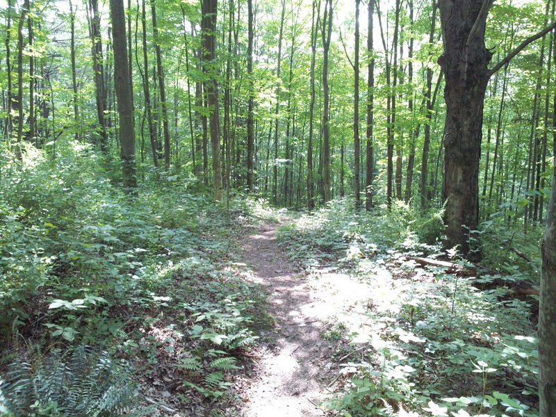 Climbing through the trees