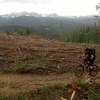 One of the many HUGE clearcuts in the area.  Damn pine-bark beetles...