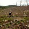 This used to be such a nice forested trail... pine bark beetles killed it all.