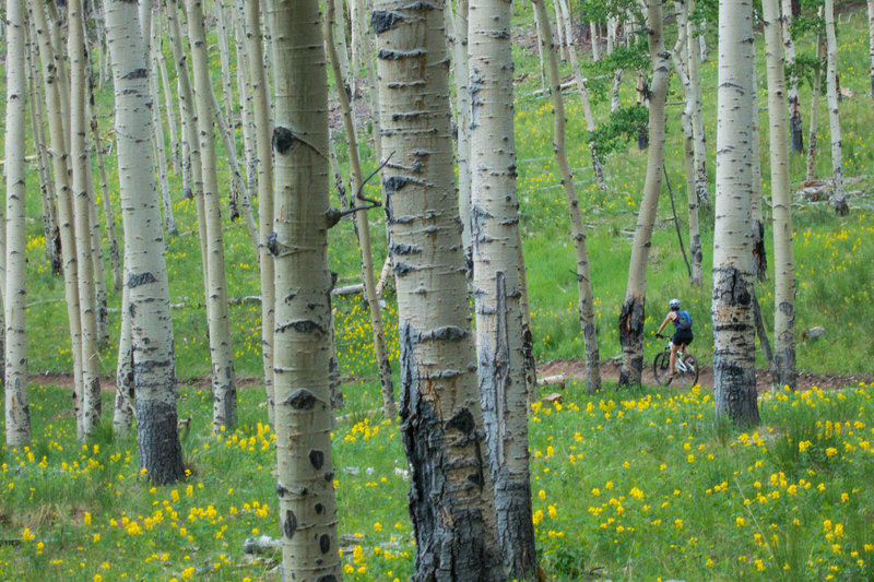 Aspen groves near the top of Mason Creek Trail