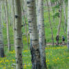 Aspen groves near the top of Mason Creek Trail